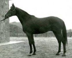 Deckhengst Medar ox (Vollblutaraber, 1961, von Gosse du Bearn 1954 ox)