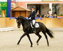 dressage horse Fürst Fredolino (Hanoverian, 2016, from Fürst Belissaro)