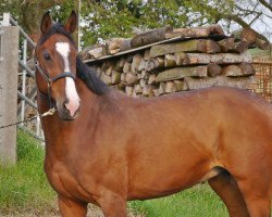 broodmare Grascana (Westphalian, 2002, from Grasco)