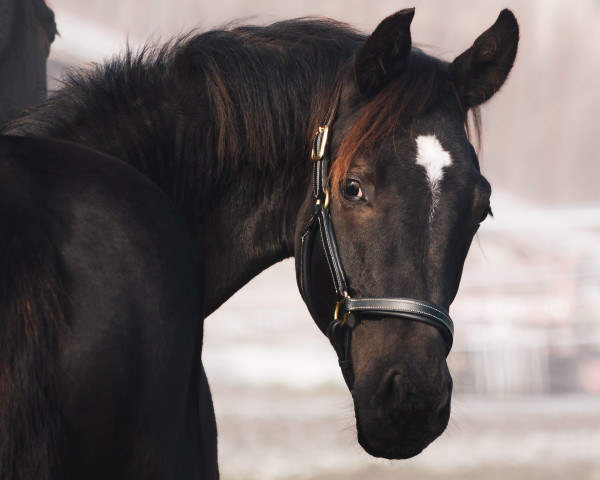 dressage horse Feingold (Austrian Warmblood, 2022, from Fantastic)