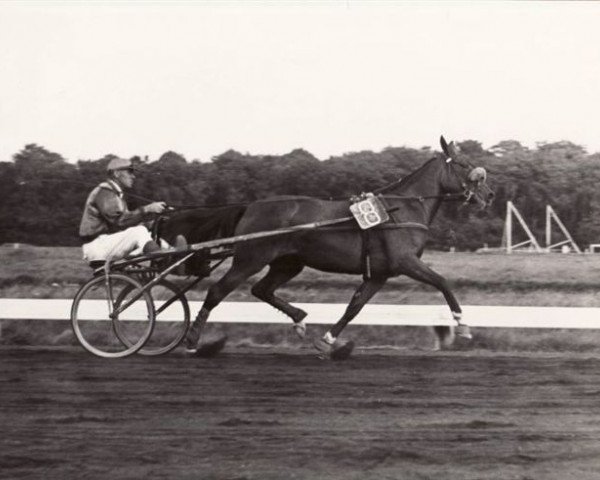 horse Ysselmonde (NL) (Traber, 1957, from Double Six M (FR))