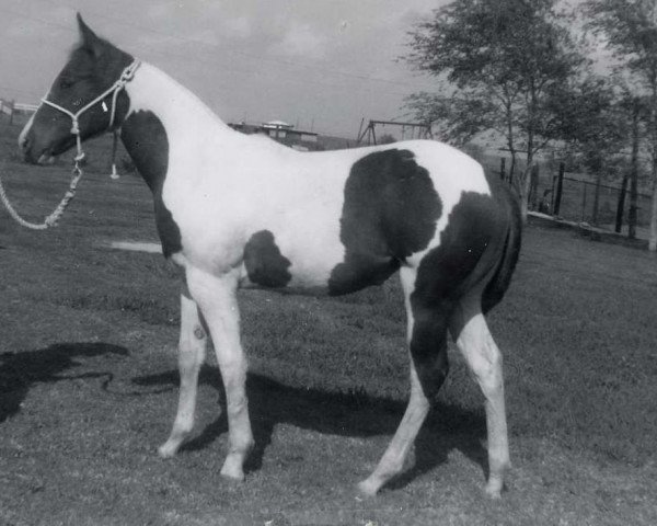 Zuchtstute Q-Ton Miss Fanta (Paint Horse, 1962, von McDade Henry)