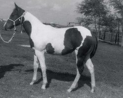 broodmare Q-Ton Miss Fanta (Paint Horse, 1962, from McDade Henry)