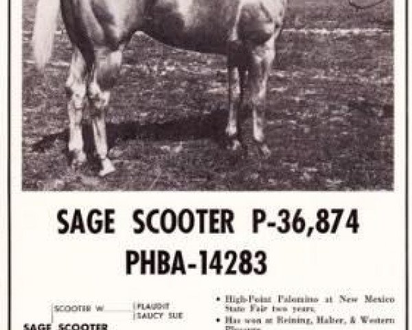 Deckhengst Sage Scooter (Quarter Horse, 1952, von Scooter W)