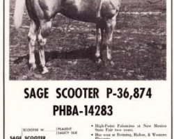 stallion Sage Scooter (Quarter Horse, 1952, from Scooter W)