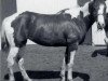 Zuchtstute M K's Red Queenie (Paint Horse, 1968, von Echol Wendy Bars)