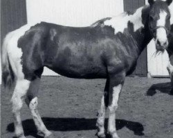 broodmare M K's Red Queenie (Paint Horse, 1968, from Echol Wendy Bars)