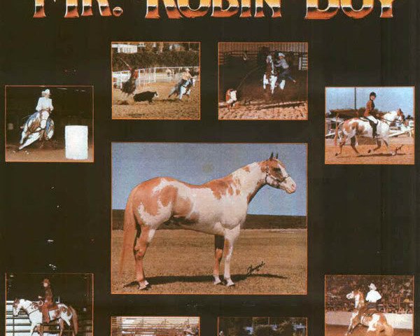 stallion Mr. Robin Boy (Paint Horse, 1975, from Painted Robin Jr)