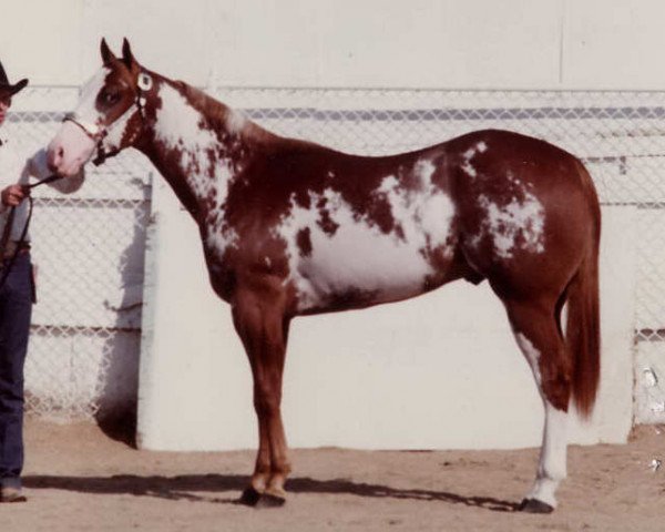 stallion Robins Parteebuilt (Paint Horse, 1980, from Mr. Robin Boy)