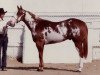 Deckhengst Robins Parteebuilt (Paint Horse, 1980, von Mr. Robin Boy)