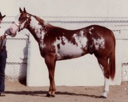 Deckhengst Robins Parteebuilt (Paint Horse, 1980, von Mr. Robin Boy)