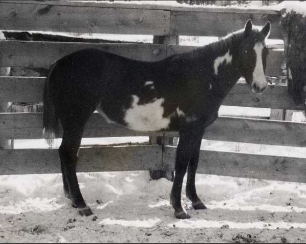 Zuchtstute Painted Cindy (Paint Horse, 1962, von Roan Chappo)