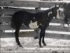 broodmare Painted Cindy (Paint Horse, 1962, from Roan Chappo)