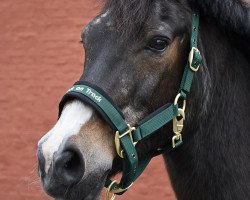 dressage horse Tornado (New Forest Pony, 1996, from Park's Taron)