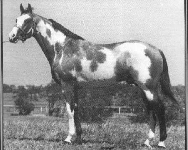 stallion Flash Thru Bars (Paint Horse, 1969, from Bounding Thru xx)