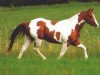 Deckhengst Sun Doc O'Lena (Paint Horse,  , von Lena's Diamond Chex)