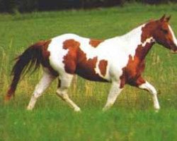 stallion Sun Doc O'Lena (Paint Horse,  , from Lena's Diamond Chex)