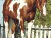 stallion Lena's Diamond Chex (Paint Horse, 1992, from Doc OLena)