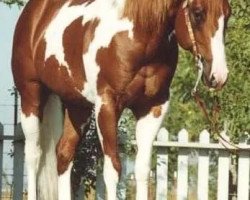 stallion Lena's Diamond Chex (Paint Horse, 1992, from Doc OLena)