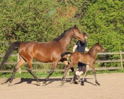 broodmare Ametista (Holsteiner, 2008, from Coriano)