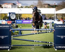 jumper Chirolito Z (Zangersheide riding horse, 2011, from Cederic Z)