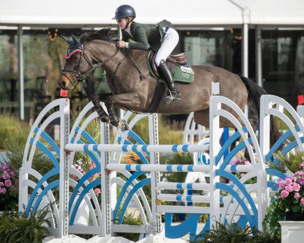 jumper D-Laloma (KWPN (Royal Dutch Sporthorse), 2008, from Colandro)