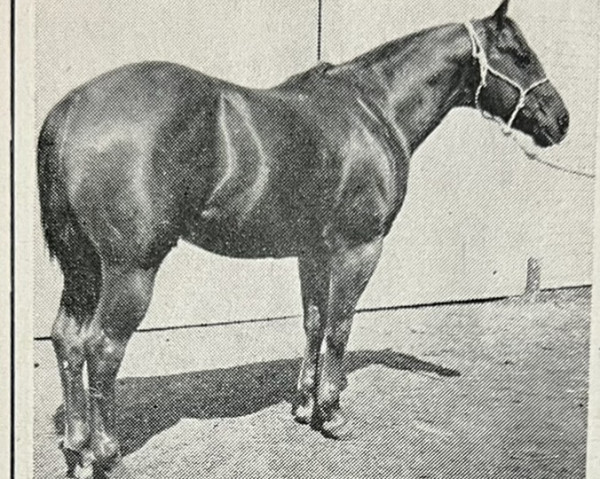 Deckhengst King Cody (Quarter Horse, 1952, von Bill Cody)