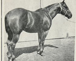 stallion King Cody (Quarter Horse, 1952, from Bill Cody)