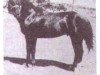 Deckhengst Red (Quarter Horse, 1935, von Jazz 1)