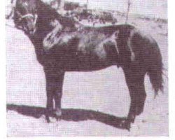 Deckhengst Red (Quarter Horse, 1935, von Jazz 1)