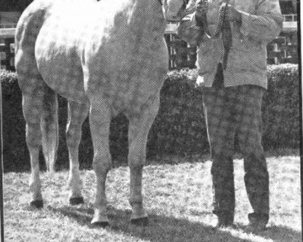 Pferd Mister Boss (Quarter Horse, 1961, von Skip Boss)