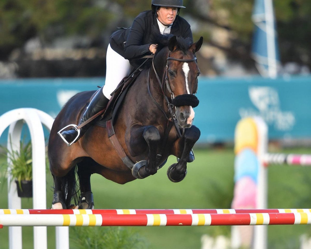 stallion Quatar 3 (Oldenburg, 2010, from Quidam de Revel)