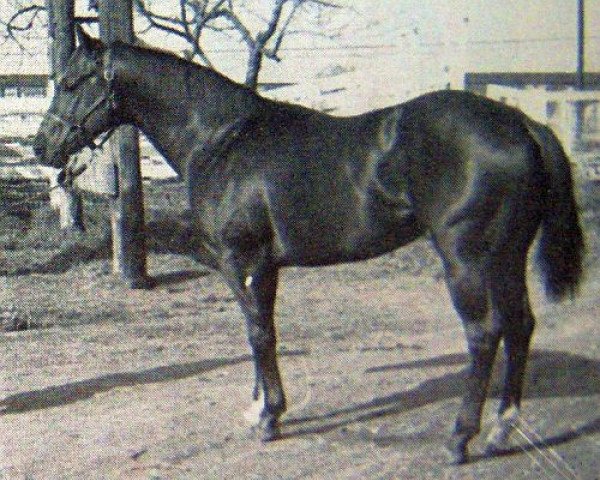 Deckhengst Union Boy (Quarter Horse, 1955, von Parker's Trouble)