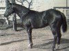 stallion Union Boy (Quarter Horse, 1955, from Parker's Trouble)