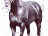 Deckhengst Sir Bar (Quarter Horse, 1959, von Union Boy)