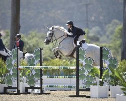 jumper Henthe Royalty (KWPN (Royal Dutch Sporthorse), 2012, from Kannan)