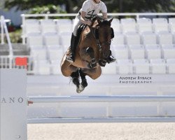 jumper Famous H (KWPN (Royal Dutch Sporthorse), 2010, from Diarado)