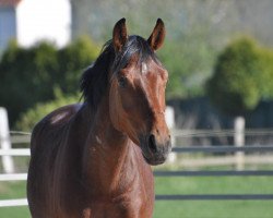 dressage horse Sundancer 47 (Westphalian, 2018, from Sunday)