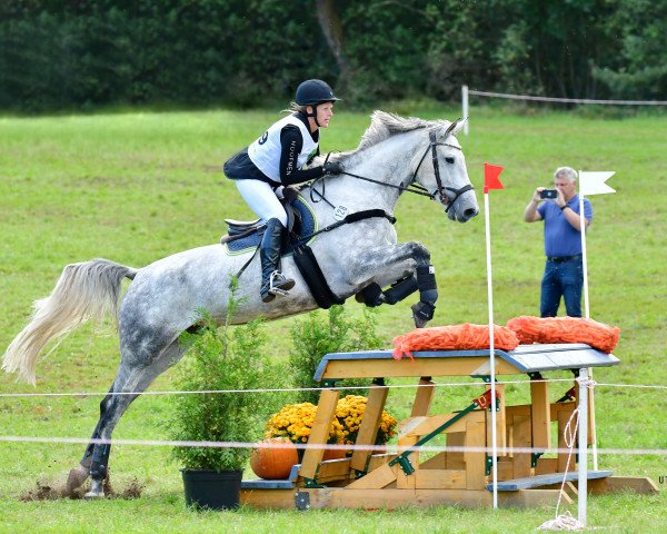 Springpferd Kalayana (Holsteiner, 2017, von Dinken)