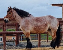 broodmare Lotte 517516 (Rhenish-German Cold-Blood, 2016, from Luidor 351907)