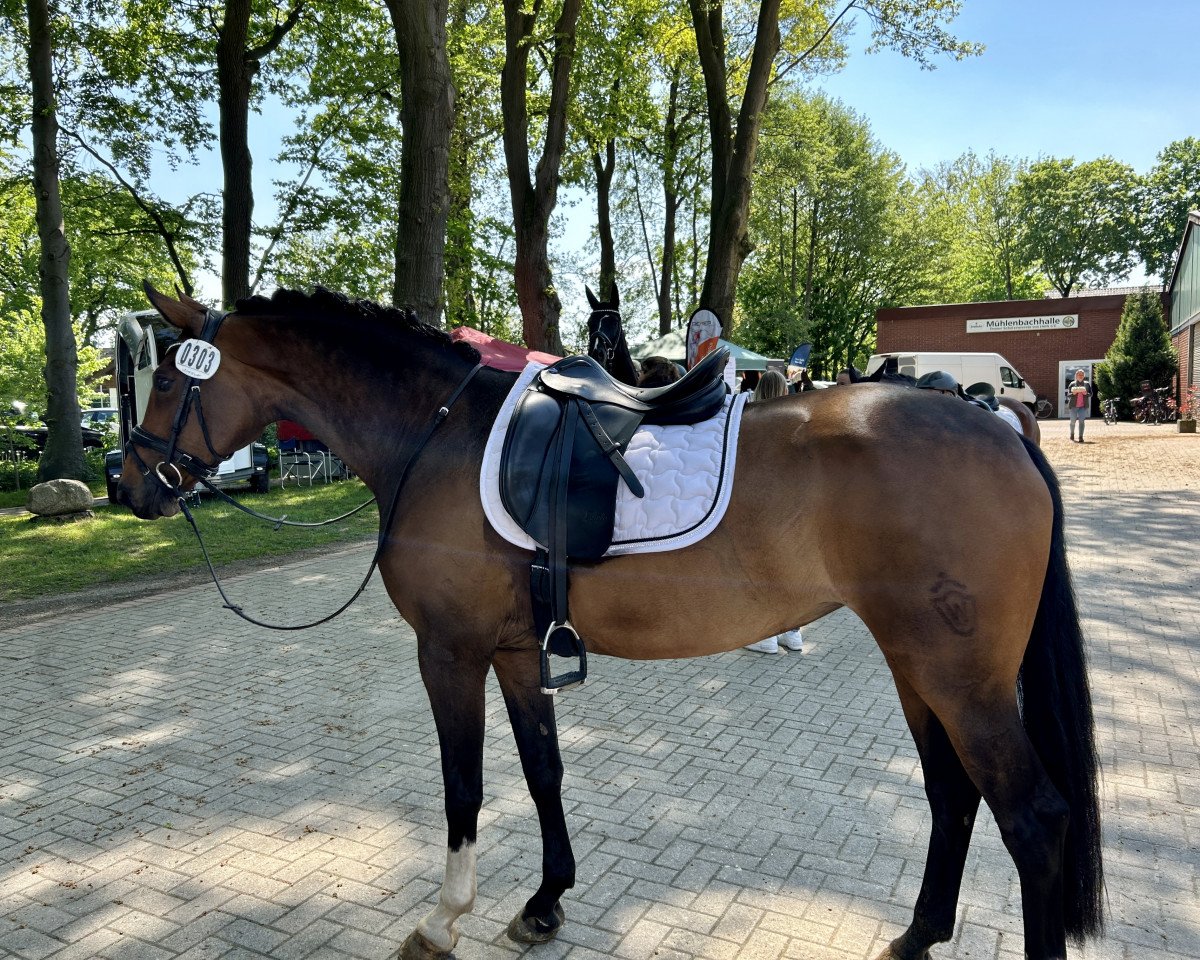 dressage horse Filli 5 (Westphalian, 2011, from Fidertanz)