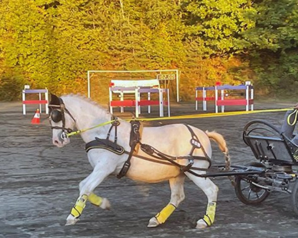 Pferd Roetsenest's Hummer (Welsh Mountain Pony (Sek.A), 2007, von Springbourne Glide)