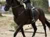 dressage horse Roche 14 (Oldenburg, 2011, from Shamrock)