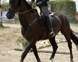 dressage horse Roche 14 (Oldenburg, 2011, from Shamrock)