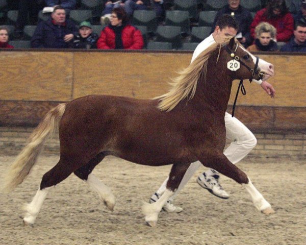 stallion Frisia's Snow Wind (Welsh mountain pony (SEK.A), 2003, from Shore Brooks Stanley)