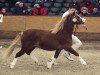 stallion Frisia's Snow Wind (Welsh mountain pony (SEK.A), 2003, from Shore Brooks Stanley)