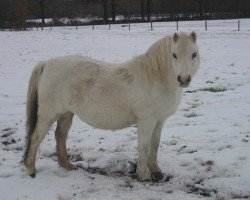 broodmare Revel Summertime (Welsh mountain pony (SEK.A), 1989, from Revel Humming Top)