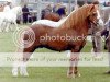 stallion Moorcock Halcyon (Welsh mountain pony (SEK.A), 1989, from Penant Boy Blue)