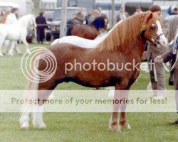 stallion Moorcock Halcyon (Welsh mountain pony (SEK.A), 1989, from Penant Boy Blue)