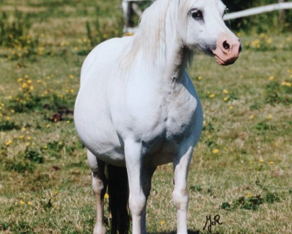 broodmare Revel Hibiscus (Welsh mountain pony (SEK.A), 1987, from Revel Humming Top)